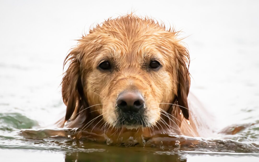 Hot Spot beim Hund